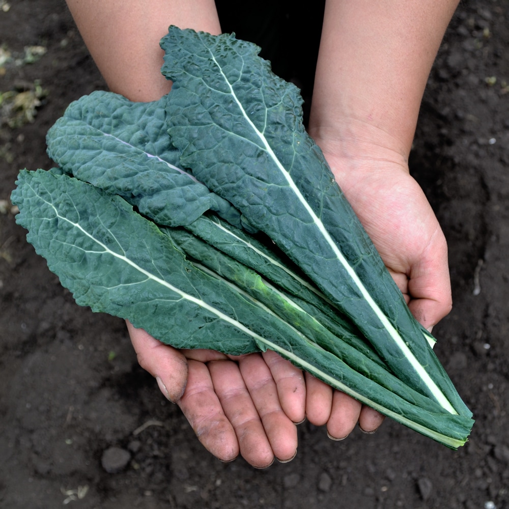 Kale Toscano (150g) – Vida Organica Productos Orgánicos Bogota